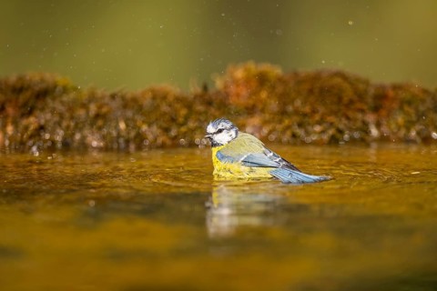 Blue tit (Cyanistes caeruleus) at a water pool, Pinos, Solsona, Catalonia, Spain