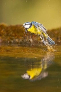 Blue tit (Cyanistes caeruleus) flying at a water pool, Pinos, Solsona, Catalonia, Spain