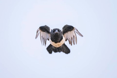 European magpie (Pica pica) flying over a field, Belchite, Aragon, Saragossa, Spain