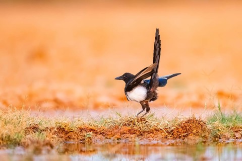 European magpie (Pica pica) on a farmers field, Belchite, Aragon, Saragossa, Spain