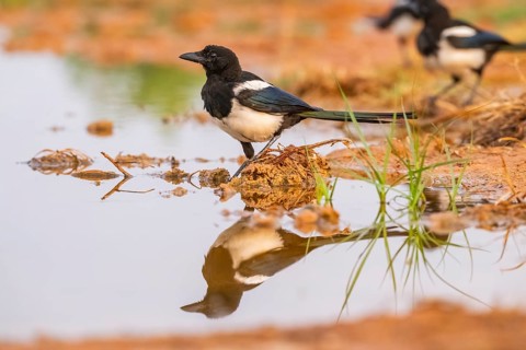 European magpie (Pica pica) on a farmers field at a drinking pool, Belchite, Aragon, Saragossa,