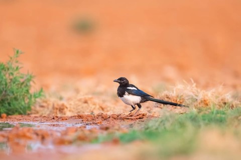 European magpie (Pica pica) on a farmers field, Belchite, Aragon, Saragossa, Spain