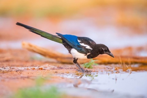 European magpie (Pica pica) on a farmers field, Belchite, Aragon, Saragossa, Spain