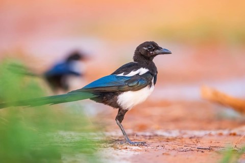 European magpie (Pica pica) on a farmers field, Belchite, Aragon, Saragossa, Spain