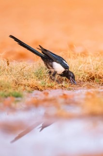European magpie (Pica pica) on a farmers field at a drinking pool, Belchite, Aragon, Saragossa,