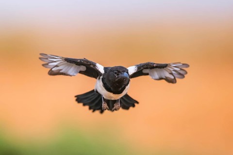 European magpie (Pica pica) flying over a field, Belchite, Aragon, Saragossa, Spain