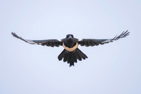 European magpie (Pica pica) flying over a field, Belchite, Aragon, Saragossa, Spain