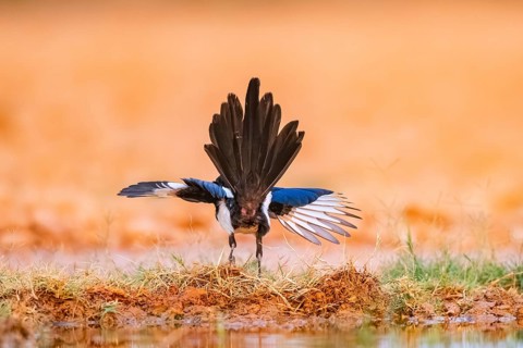 European magpie (Pica pica) on a farmers field, Belchite, Aragon, Saragossa, Spain