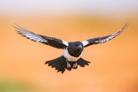 European magpie (Pica pica) flying over a field, Belchite, Aragon, Saragossa, Spain