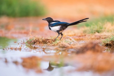 European magpie (Pica pica) on a farmers field at a drinking pool, Belchite, Aragon, Saragossa,