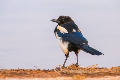 European magpie (Pica pica) on a farmers field at a drinking pool, Belchite, Aragon, Saragossa,