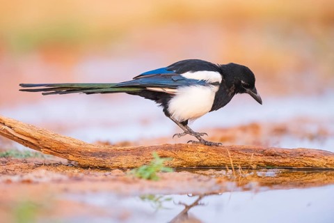 European magpie (Pica pica) on a farmers field at a drinking pool, Belchite, Aragon, Saragossa,
