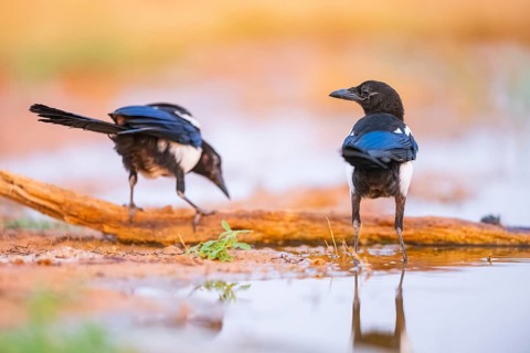 European magpie (Pica pica) on a farmers field at a drinking pool, Belchite, Aragon, Saragossa,