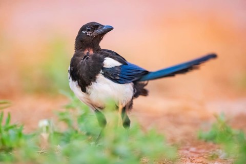 European magpie (Pica pica) on a farmers field, Belchite, Aragon, Saragossa, Spain