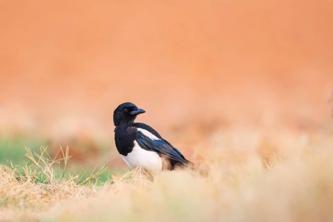 European magpie (Pica pica) on a farmers field, Belchite, Aragon, Saragossa, Spain