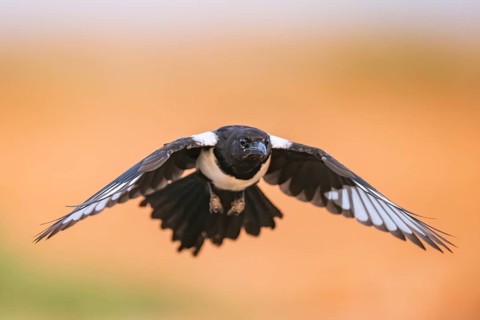 European magpie (Pica pica) flying over a field, Belchite, Aragon, Saragossa, Spain
