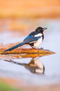 European magpie (Pica pica) on a farmers field at a drinking pool, Belchite, Aragon, Saragossa,
