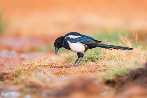 European magpie (Pica pica) on a farmers field, Belchite, Aragon, Saragossa, Spain