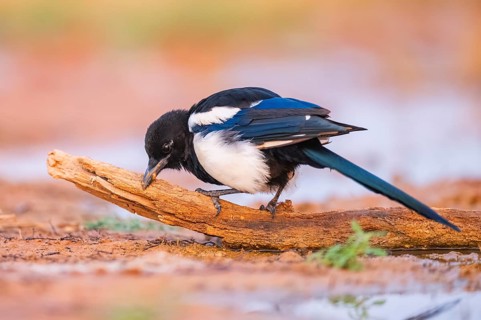 European magpie (Pica pica) on a farmers field, Belchite, Aragon, Saragossa, Spain