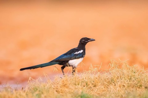 European magpie (Pica pica) on a farmers field, Belchite, Aragon, Saragossa, Spain