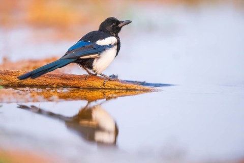 European magpie (Pica pica) on a farmers field at a drinking pool, Belchite, Aragon, Saragossa,