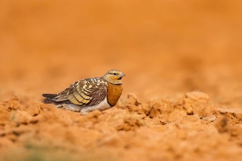 Pin-tailed Sandgrouse (Pterocles alchata) on a farmers field, Belchite, Aragon, Saragossa, Spain