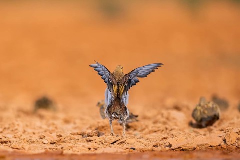Pin-tailed Sandgrouse (Pterocles alchata) flying on a farmers field at a water pool, Belchite,