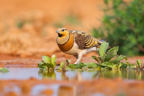 Pin-tailed Sandgrouse (Pterocles alchata) on a farmers field at a water pool, Belchite, Aragon,