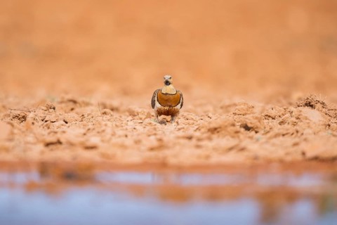 Pin-tailed Sandgrouse (Pterocles alchata) on a farmers field at a water pool, Belchite, Aragon,