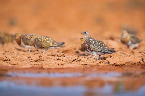 Pin-tailed Sandgrouse (Pterocles alchata) on a farmers field at a water pool, Belchite, Aragon,