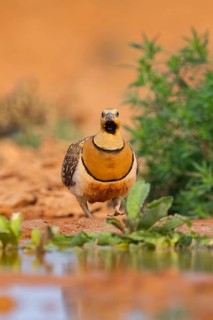 Pin-tailed Sandgrouse (Pterocles alchata) on a farmers field at a water pool, Belchite, Aragon,