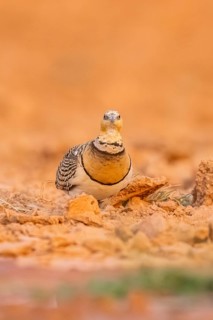 Pin-tailed Sandgrouse (Pterocles alchata) on a farmers field, Belchite, Aragon, Saragossa, Spain