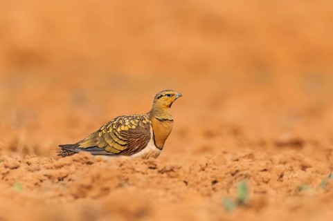 Pin-tailed Sandgrouse (Pterocles alchata) on a farmers field, Belchite, Aragon, Saragossa, Spain