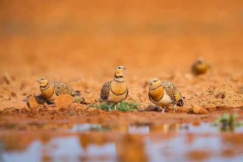 Pin-tailed Sandgrouse (Pterocles alchata) on a farmers field at a water pool, Belchite, Aragon,