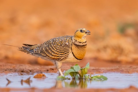 Pin-tailed Sandgrouse (Pterocles alchata) on a farmers field at a water pool, Belchite, Aragon,