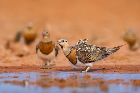 Pin-tailed Sandgrouse (Pterocles alchata) on a farmers field drinking at a water pool, Belchite,