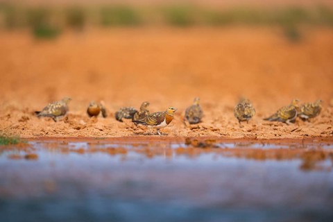 Pin-tailed Sandgrouse (Pterocles alchata) on a farmers field at a water pool, Belchite, Aragon,