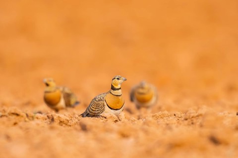 Pin-tailed Sandgrouse (Pterocles alchata) on a farmers field, Belchite, Aragon, Saragossa, Spain