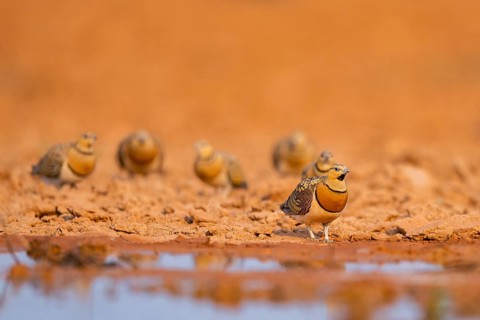 Pin-tailed Sandgrouse (Pterocles alchata) on a farmers field at a water pool, Belchite, Aragon,