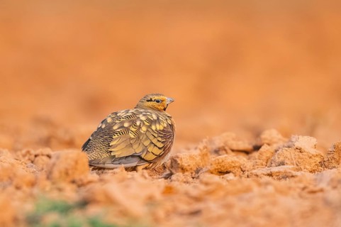 Pin-tailed Sandgrouse (Pterocles alchata) on a farmers field, Belchite, Aragon, Saragossa, Spain