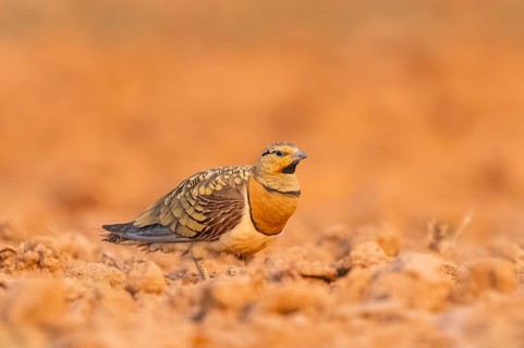 Pin-tailed Sandgrouse (Pterocles alchata) on a farmers field, Belchite, Aragon, Saragossa, Spain
