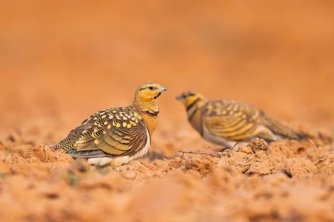 Pin-tailed Sandgrouse (Pterocles alchata) on a farmers field, Belchite, Aragon, Saragossa, Spain