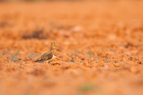 Pin-tailed Sandgrouse (Pterocles alchata) on a farmers field, Belchite, Aragon, Saragossa, Spain