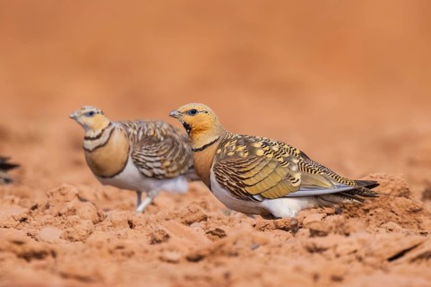 Pin-tailed Sandgrouse (Pterocles alchata) on a farmers field, Belchite, Aragon, Saragossa, Spain