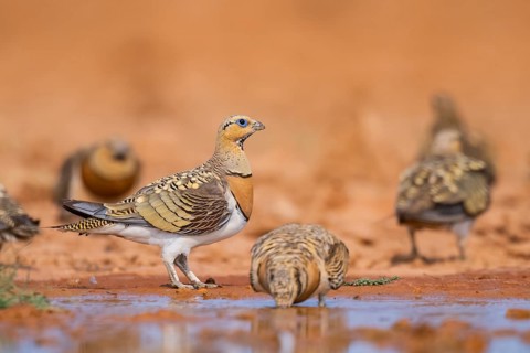 Pin-tailed Sandgrouse (Pterocles alchata) on a farmers field drinking at a water pool, Belchite,