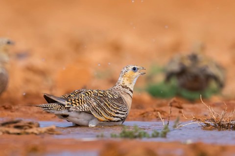 Pin-tailed Sandgrouse (Pterocles alchata) on a farmers field drinking at a water pool, Belchite,