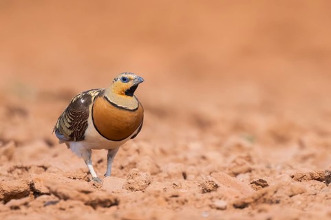 Pin-tailed Sandgrouse (Pterocles alchata) on a farmers field, Belchite, Aragon, Saragossa, Spain