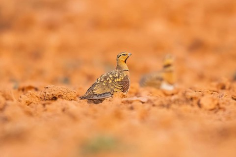 Pin-tailed Sandgrouse (Pterocles alchata) on a farmers field, Belchite, Aragon, Saragossa, Spain