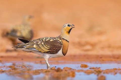 Pin-tailed Sandgrouse (Pterocles alchata) on a farmers field at a water pool, Belchite, Aragon,