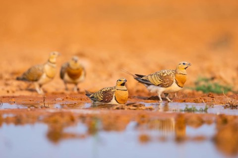Pin-tailed Sandgrouse (Pterocles alchata) on a farmers field at a water pool, Belchite, Aragon,